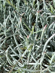 Porophyllum maritimum