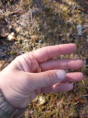 Agrostis vinealis