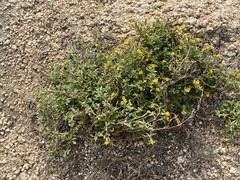 Stylosanthes viscosa