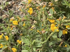 Stylosanthes viscosa