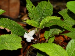 Nautilocalyx pictus