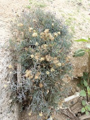 Porophyllum maritimum