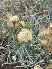 Porophyllum maritimum
