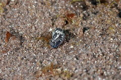 Camachoaglaja berolina