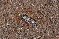 Camachoaglaja berolina