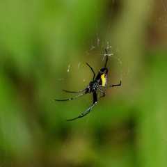 Leucauge funebris