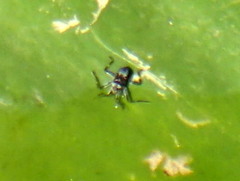 Platyvelia brachialis