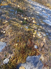 Agrostis vinealis