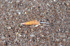 Terebridae