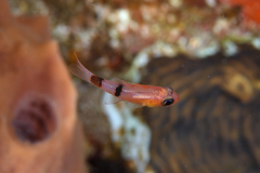 Apogon townsendi