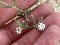 Drymaria holosteoides