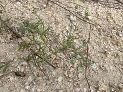 Drymaria holosteoides