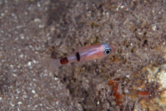 Apogon townsendi