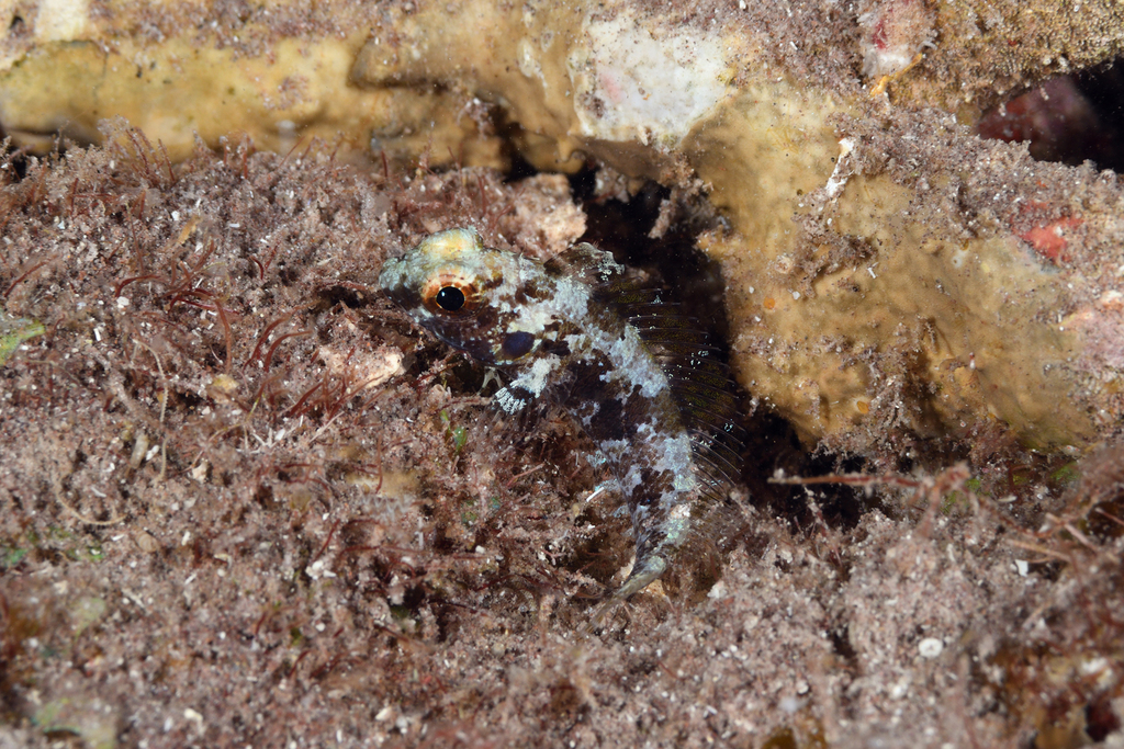 Langvin-slijmvis (Gobioclinus haitiensis) — Labrisomidae