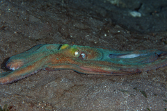 Caribbean reef octopus