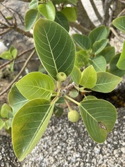 Ficus petiolaris palmeri