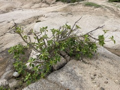 Ficus petiolaris palmeri