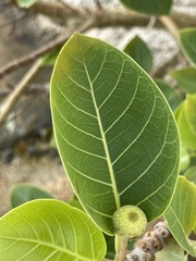 Ficus petiolaris palmeri