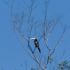 Pteroglossus aracari