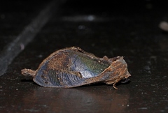 Crinodes fuscipennis