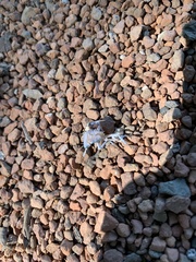 Tessaratoma papillosa