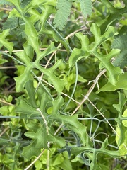Ibervillea sonorae
