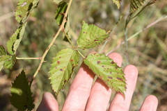 Rubus oklahomus
