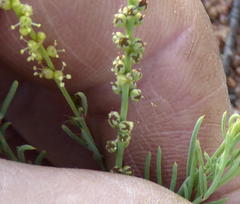 Lophiocarpus tenuissimus