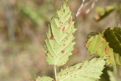 Rubus oklahomus