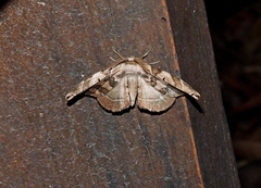 Phiditiidae