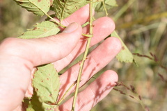 Rubus oklahomus