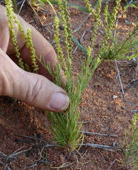 Lophiocarpus tenuissimus image