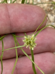 Cyperus perennis
