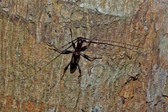 Gnomibidion digrammum