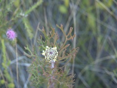 Isopogon mnoraifolius