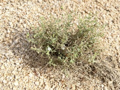 Drymaria holosteoides