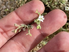 Drymaria holosteoides