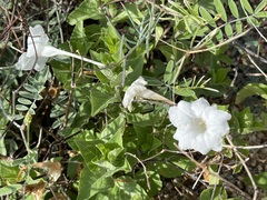 Ruellia leucantha