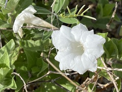 Ruellia leucantha