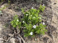Ruellia leucantha