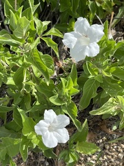 Ruellia leucantha