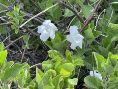 Ruellia leucantha