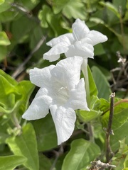 Ruellia leucantha