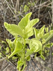 Celosia floribunda