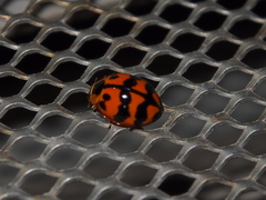 Harmonia octomaculata