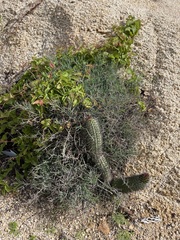 Porophyllum maritimum