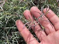 Porophyllum maritimum