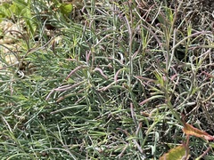 Porophyllum maritimum