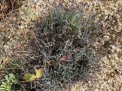 Porophyllum maritimum