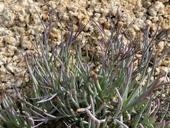 Porophyllum maritimum